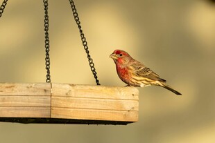 栖息在木台上的红色小鸟