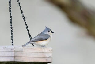 小鸟栖息于悬挂的平台上