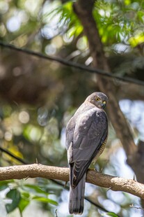 枝头栖息的灰鸟
