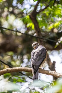 枝头栖息的小鸟