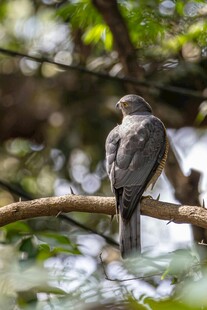 枝头栖息的小鸟