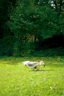 草地上休憩的鸟儿