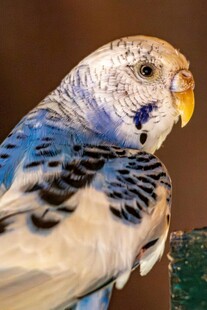 蓝白虎皮鹦鹉特写