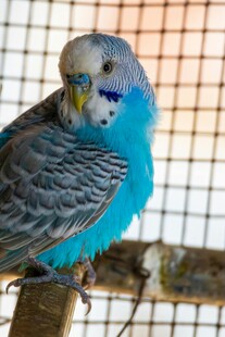 蓝色虎皮鹦鹉栖息