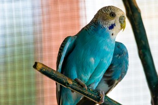 蓝色鹦鹉栖息于树枝上