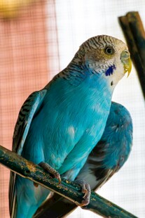 蓝色鹦鹉栖息于枝上