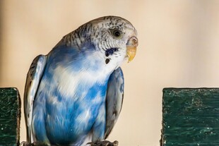 蓝白鹦鹉栖息于木杆上