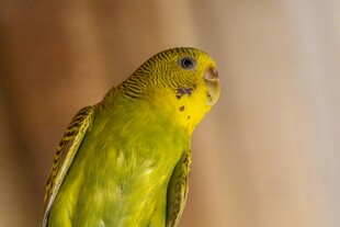 黄绿鹦鹉特写