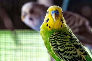 黄绿虎皮鹦鹉特写