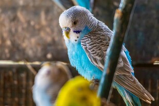 蓝羽鹦鹉栖息于杆上