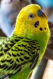 黄绿鹦鹉特写