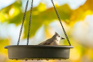 悬挂食器上的可爱小鸟