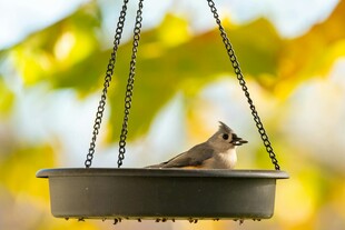 小鸟栖息在悬挂的喂食器上