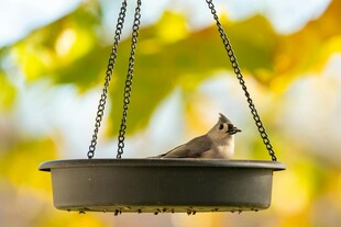 悬挂鸟食器上的小鸟