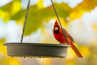 红衣主教鸟立于喂食器上