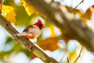 枝头红雀赏秋日美景