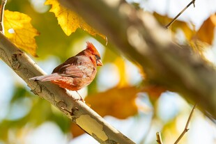 枝头红羽小鸟赏秋叶
