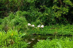 湿地白鹭栖息于繁茂绿植间