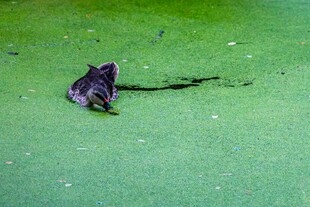 水面漂浮的紫色叶片