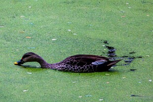 水中觅食的黑鸭子
