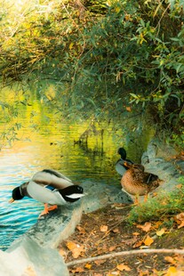 溪边休憩的野鸭