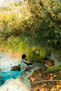 池塘边休憩的鸭子