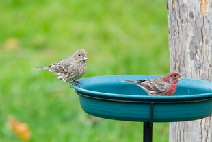 鸟儿在喂食器上进食