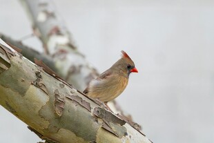 枝头红衣主教鸟