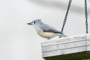 枝头小鸟栖于喂食器旁