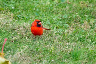 草地上的红色小鸟