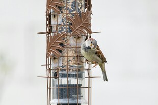 小鸟立于喂食器上