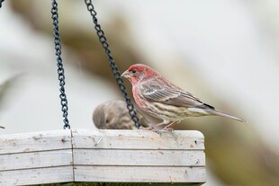木台上的多彩小鸟