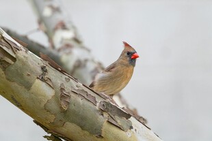 枝头的红衣主教鸟