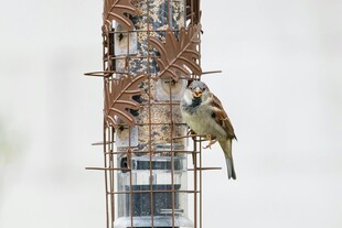 麻雀立于喂食器上