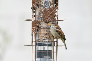 小鸟立于金属鸟食器上