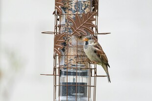 小鸟立于金属鸟食器上