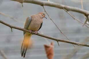 枝头栖息的灰褐色小鸟