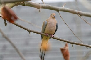 枝头栖息的美丽鸟儿