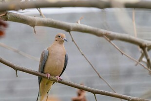 枝头伫立的灰鸽