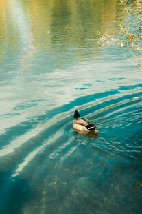 水中 弋的可爱鸭子