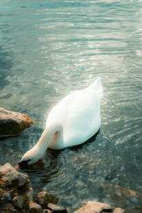 水中优雅天鹅低头觅食