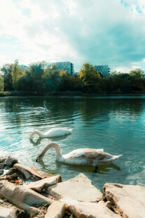 湖畔天鹅悠 于碧水间