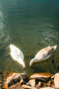 水中双鹅觅食图