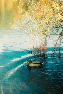 湖中小舟伴垂枝美景