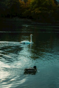 湖面上的天鹅与野鸭