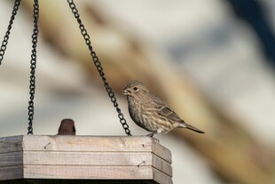 小鸟立于木制喂食器上
