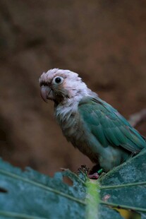 绿羽鹦鹉栖息绿叶上