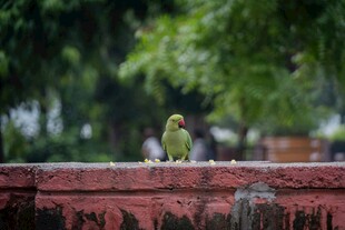 红砖上的两只绿色小鸟