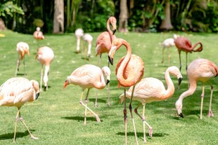 草地上的火烈鸟雕塑