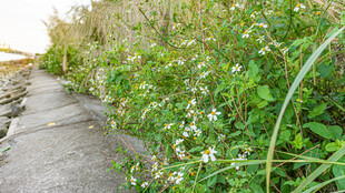 小径旁繁茂的绿色植物